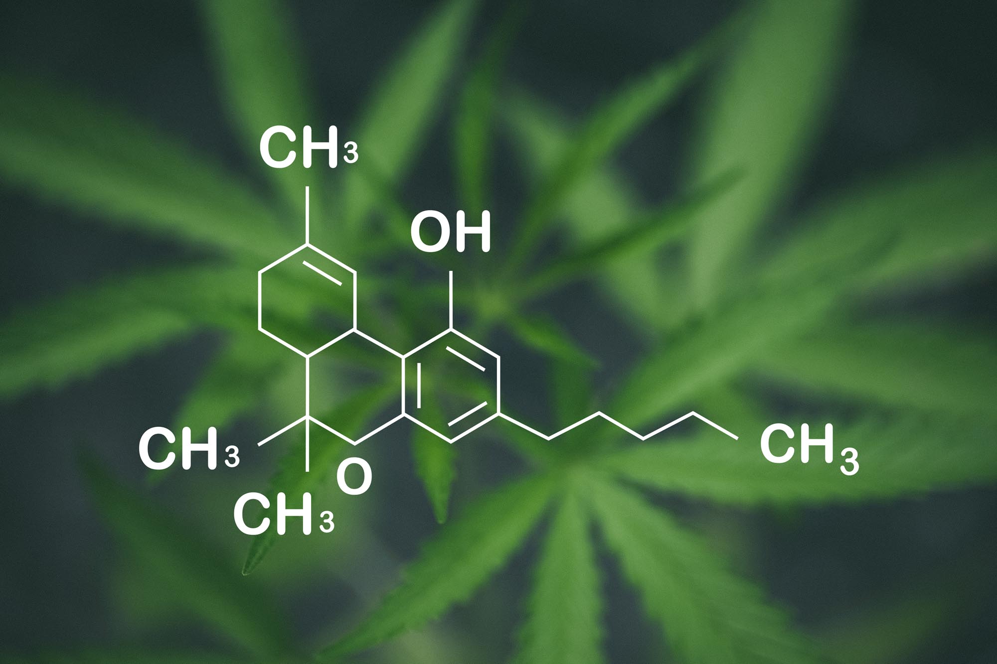 Ozempic and Cannabis: Risks, Benefits, and Safety Tips